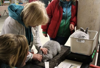 Šiauliai kodulindude ja küülikute näitus 2020