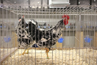 Šiauliai kodulindude ja küülikute näitus 2020