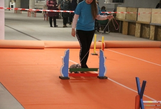 Šiauliai kodulindude ja küülikute näitus 2020