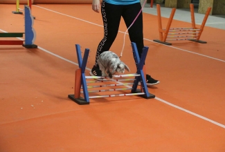 Šiauliai kodulindude ja küülikute näitus 2020