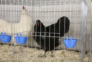 Šiauliai kodulindude ja küülikute näitus 2020