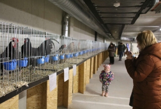 Šiauliai kodulindude ja küülikute näitus 2020