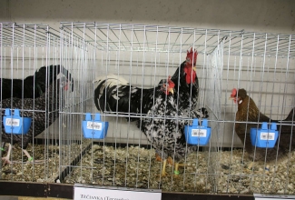 Šiauliai kodulindude ja küülikute näitus 2020