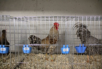 Šiauliai kodulindude ja küülikute näitus 2020