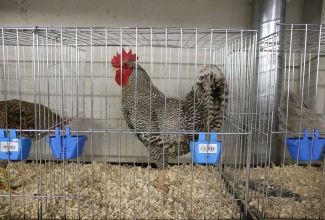 Šiauliai kodulindude ja küülikute näitus 2020