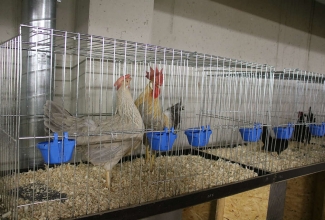 Šiauliai kodulindude ja küülikute näitus 2020