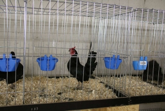 Šiauliai kodulindude ja küülikute näitus 2020