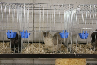 Šiauliai kodulindude ja küülikute näitus 2020