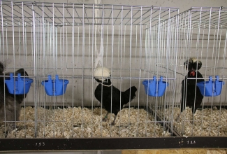 Šiauliai kodulindude ja küülikute näitus 2020