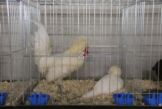 Šiauliai kodulindude ja küülikute näitus 2020