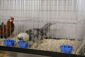 Šiauliai kodulindude ja küülikute näitus 2020