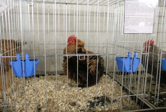 Šiauliai kodulindude ja küülikute näitus 2020