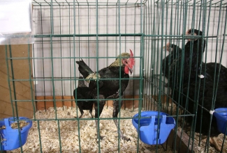 Šiauliai kodulindude ja küülikute näitus 2020