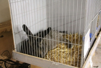 Šiauliai kodulindude ja küülikute näitus 2020