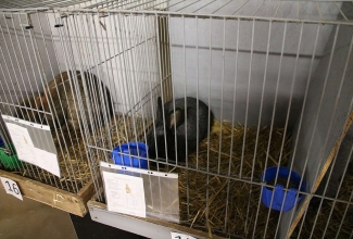 Šiauliai kodulindude ja küülikute näitus 2020