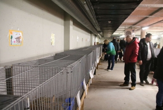 Šiauliai kodulindude ja küülikute näitus 2020