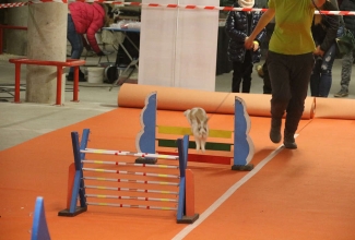 Šiauliai kodulindude ja küülikute näitus 2020