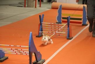 Šiauliai kodulindude ja küülikute näitus 2020