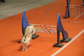 Šiauliai kodulindude ja küülikute näitus 2020