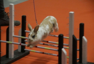 Šiauliai kodulindude ja küülikute näitus 2020