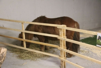 Šiauliai kodulindude ja küülikute näitus 2020