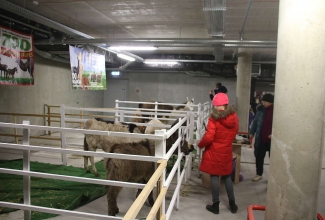 Šiauliai kodulindude ja küülikute näitus 2020