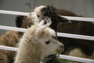 Šiauliai kodulindude ja küülikute näitus 2020