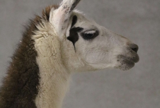 Šiauliai kodulindude ja küülikute näitus 2020