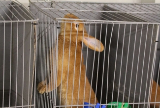 Šiauliai kodulindude ja küülikute näitus 2020