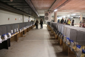 Šiauliai kodulindude ja küülikute näitus 2020