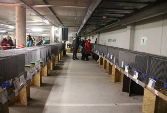 Šiauliai kodulindude ja küülikute näitus 2020