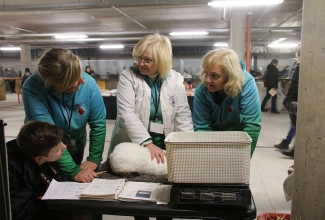 Šiauliai kodulindude ja küülikute näitus 2020