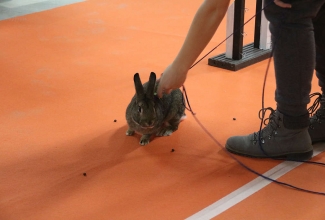 Šiauliai kodulindude ja küülikute näitus 2020