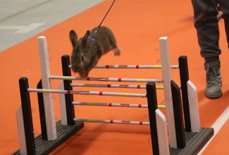 Šiauliai kodulindude ja küülikute näitus 2020