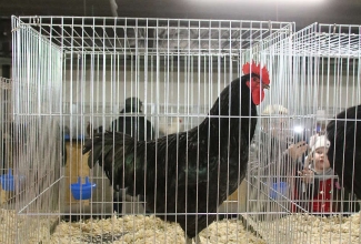 Šiauliai kodulindude ja küülikute näitus 2020