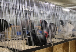 Šiauliai kodulindude ja küülikute näitus 2020