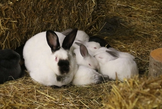 Šiauliai kodulindude ja küülikute näitus 2020