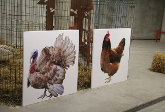 Šiauliai kodulindude ja küülikute näitus 2020