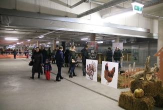 Šiauliai kodulindude ja küülikute näitus 2020