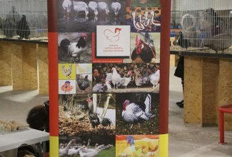 Šiauliai kodulindude ja küülikute näitus 2020