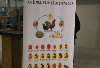 Šiauliai kodulindude ja küülikute näitus 2020