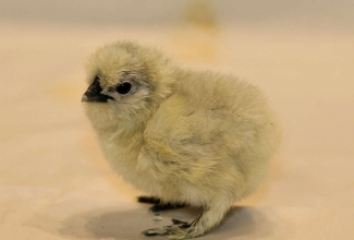 Siidikana 1 päevane tibu, Foto Estfarm