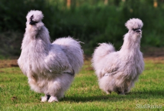 Siidikana, foto Estfarm