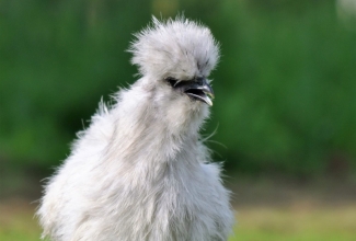 Siidikana, foto Estfarm