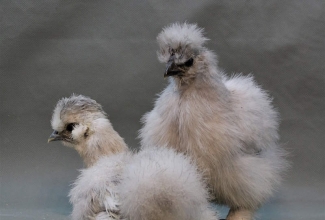 Siidikana, foto Estfarm