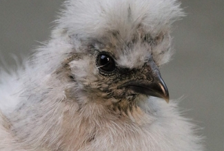 Siidikana, foto Estfarm