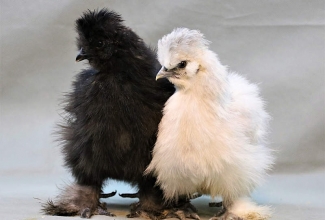 Siidikana, foto Estfarm