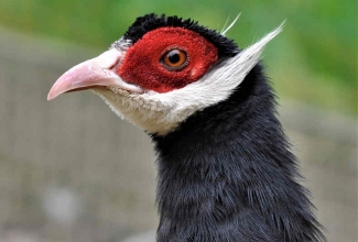 Sini-kõrvukfaasan, foto Estfarm