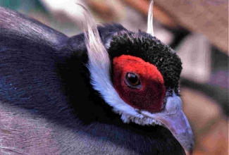 Sini-kõrvukfaasan, foto Estfarm