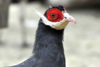 Sini-kõrvukfaasan, foto Estfarm